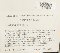 Cinclidium stygium image