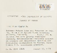 Cinclidium stygium image