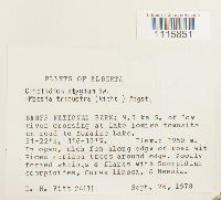 Cinclidium stygium image