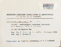 Cinclidium stygium image