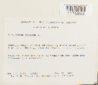 Cinclidium stygium image