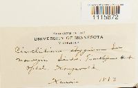 Cinclidium stygium image