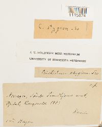 Cinclidium stygium image