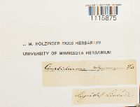 Cinclidium stygium image