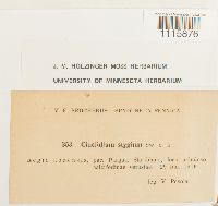 Cinclidium stygium image