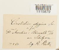 Cinclidium stygium image