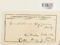 Cinclidium stygium image