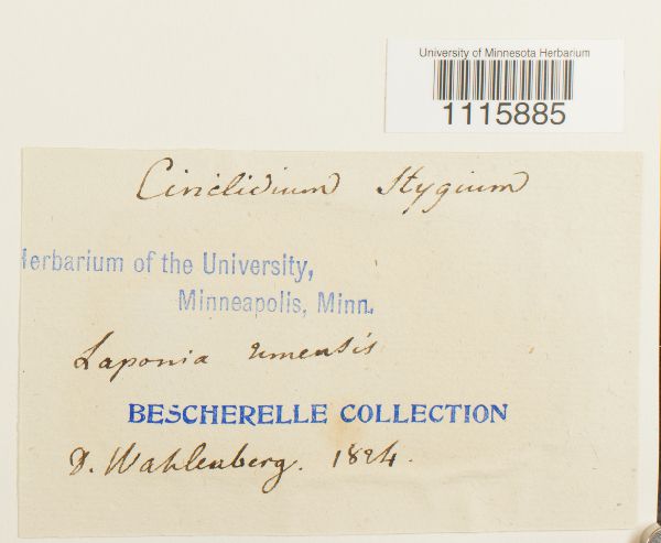 Cinclidium stygium image