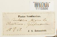 Cinclidium stygium image