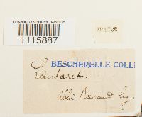 Cinclidium stygium image