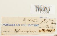 Cinclidium stygium image