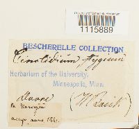 Cinclidium stygium image