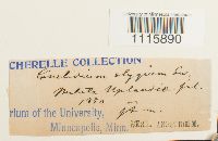 Cinclidium stygium image