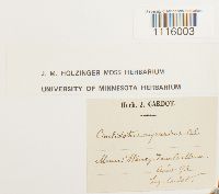 Cinclidotus riparius image