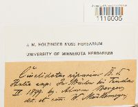 Cinclidotus riparius image