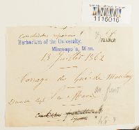 Cinclidotus riparius image