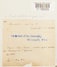 Cinclidotus riparius image