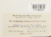 Cirriphyllum piliferum image