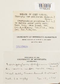 Cirriphyllum piliferum image