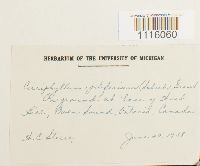 Cirriphyllum piliferum image