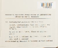 Cirriphyllum piliferum image