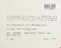 Cirriphyllum piliferum image