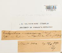 Cirriphyllum crassinervium image