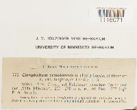 Cirriphyllum crassinervium image