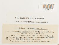 Cirriphyllum crassinervium image