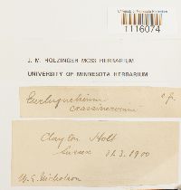 Cirriphyllum crassinervium image