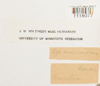 Cirriphyllum crassinervium image