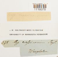 Cirriphyllum crassinervium image