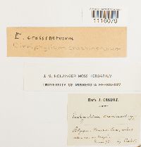 Cirriphyllum crassinervium image