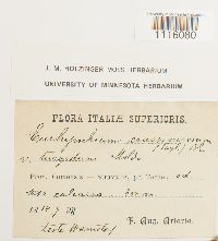 Cirriphyllum crassinervium image