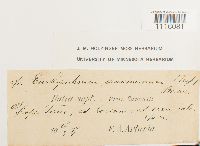 Cirriphyllum crassinervium image