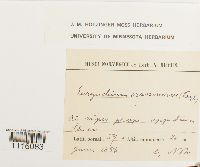 Cirriphyllum crassinervium image