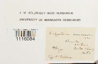 Cirriphyllum crassinervium image