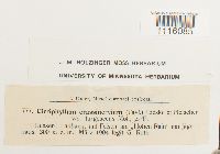 Cirriphyllum crassinervium image