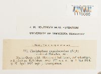 Cirriphyllum crassinervium image