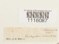 Cirriphyllum crassinervium image