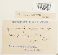 Cirriphyllum crassinervium image