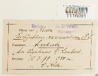 Cirriphyllum crassinervium image