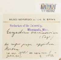 Cirriphyllum crassinervium image