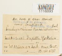 Cirriphyllum crassinervium image