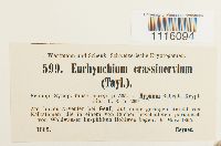 Cirriphyllum crassinervium image