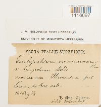 Cirriphyllum crassinervium image