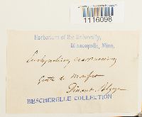 Cirriphyllum crassinervium image