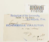 Cirriphyllum crassinervium image