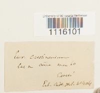 Cirriphyllum crassinervium image