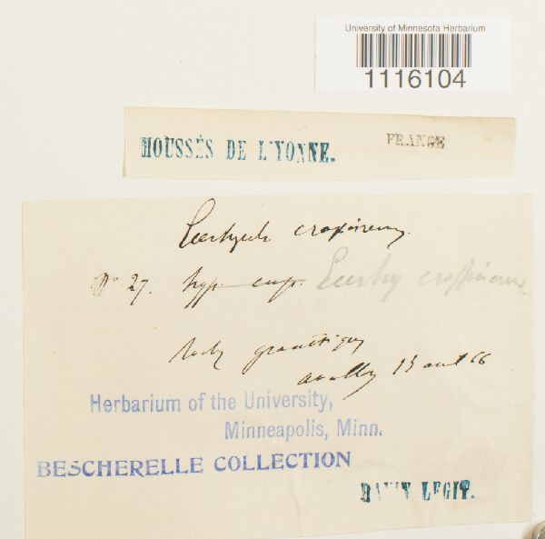 Cirriphyllum crassinervium image